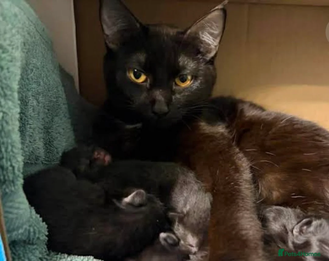Mixed Breed cats for sale: Kittens  - Advert 12