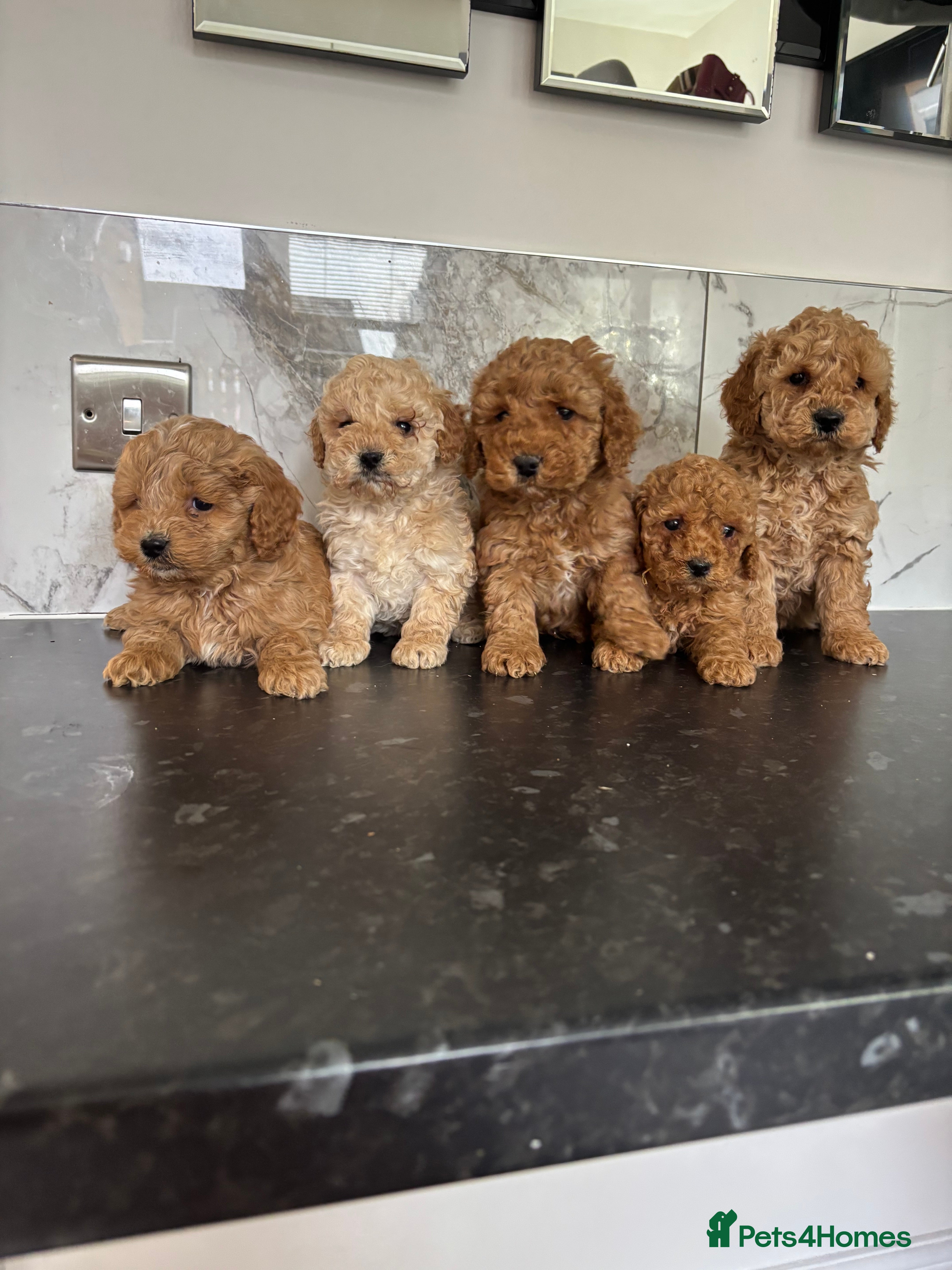 Maltipoo dogs 🐶 perfect toy maltipoo puppies (toy poodle) 🐶  - Advert 2