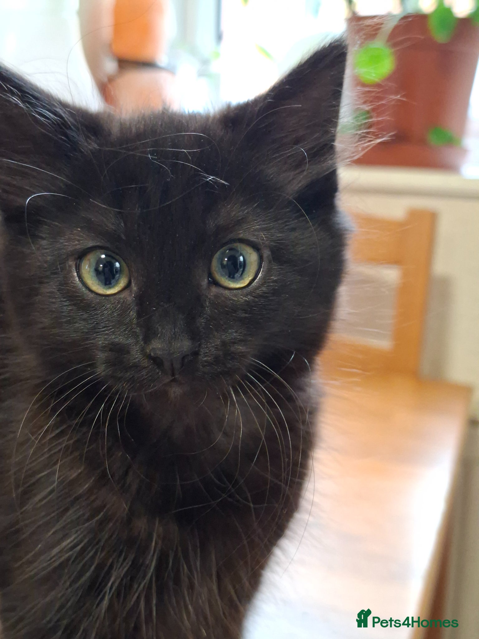 British Longhair cats Cute fluffy black/ brown kittens  - Advert 3