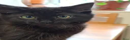 British Longhair cats for sale: Cute fluffy black/ brown kittens  - Advert 1