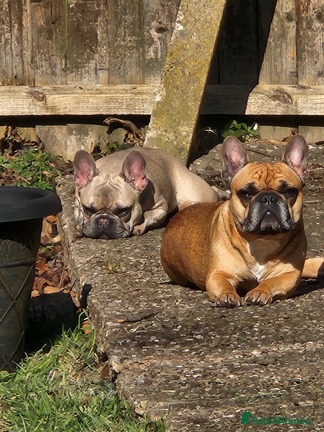 French Bulldog dogs for sale: Beautiful litter of 5 puppies - Advert 1