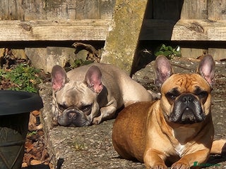 French Bulldog dogs Beautiful little of 5 puppies - Advert 1
