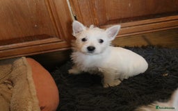 West Highland Terrier dogs for sale: West Highland Terrier (Westie) Puppies for Sale - Image 5