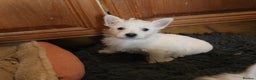 West Highland Terrier dogs for sale:  West Highland Terrier (Westie) Puppies for Sale - Advert 5