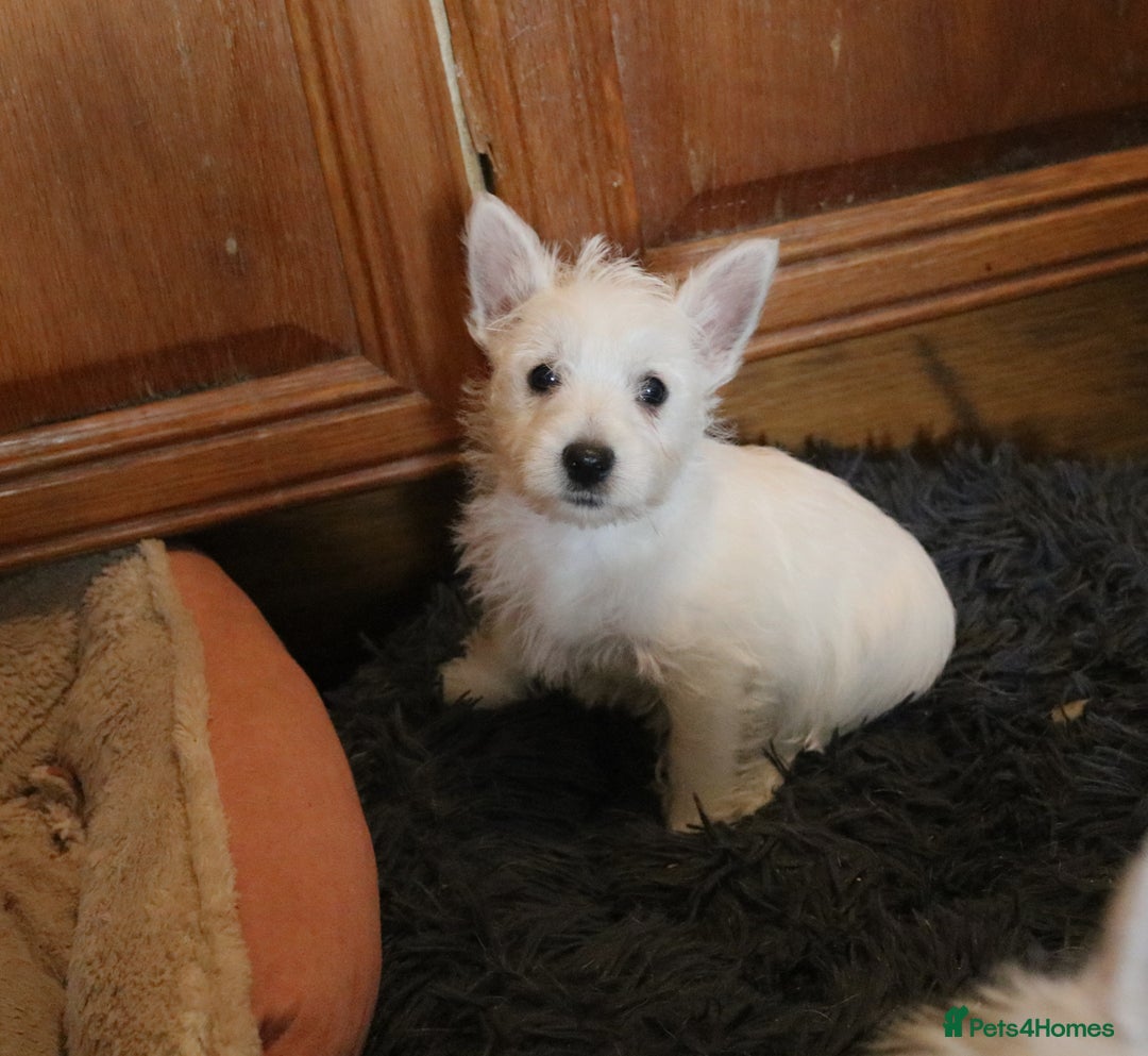 West Highland Terrier dogs for sale: West Highland Terrier (Westie) Puppies for Sale - Image 5