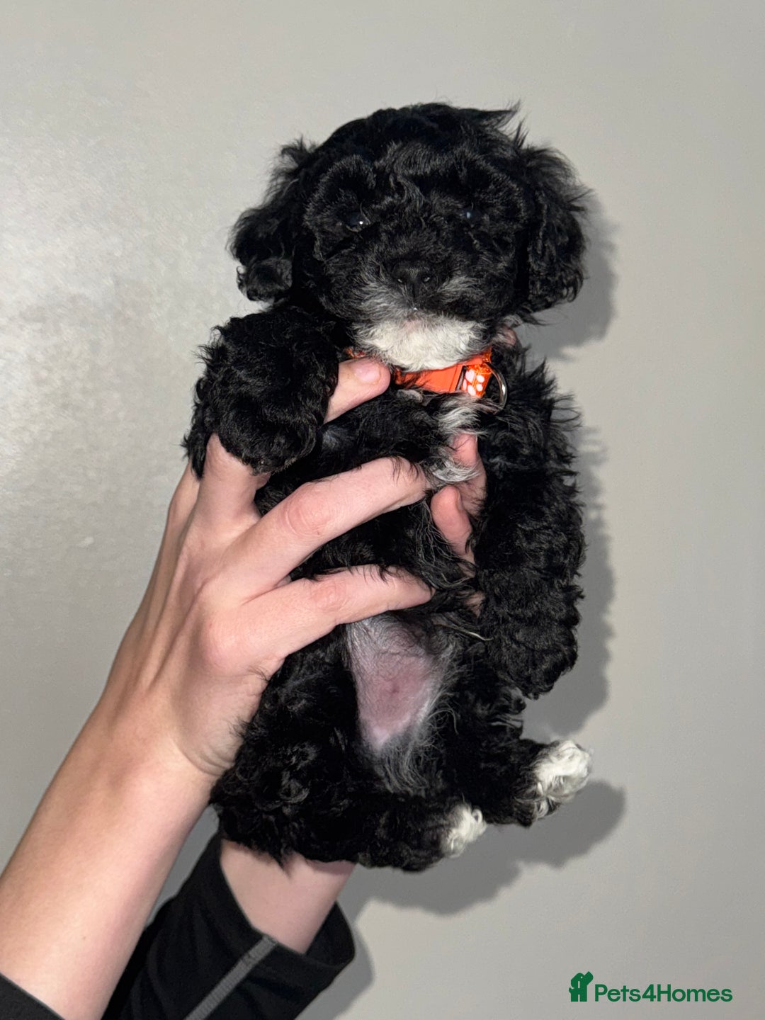 Toy Poodle dogs for sale: Beautiful Toy Poodle Puppies - Ready to reserve - Advert 10