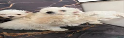 Mixed Breed dogs for sale: Adorable Bichon Frise x Maltese Puppies 🐶 in Dudley - Advert 8