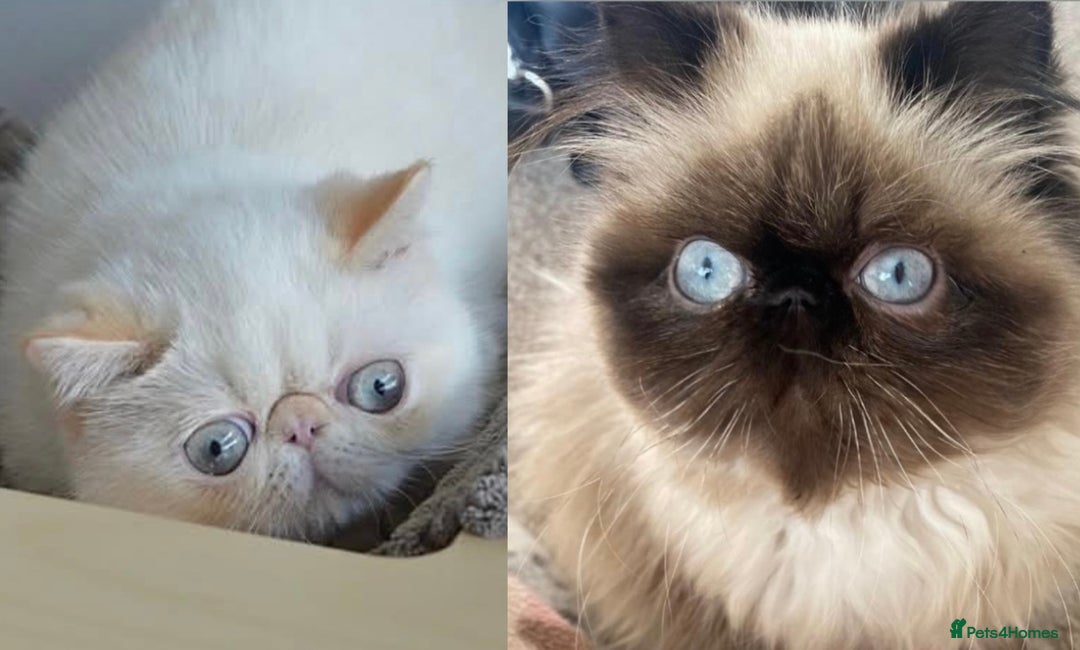 Exotic cats for sale: Outstanding Exotic Persian  - Image 17