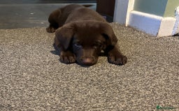 Mixed Breed dogs for sale: Chocolate Shepradors - Image 27