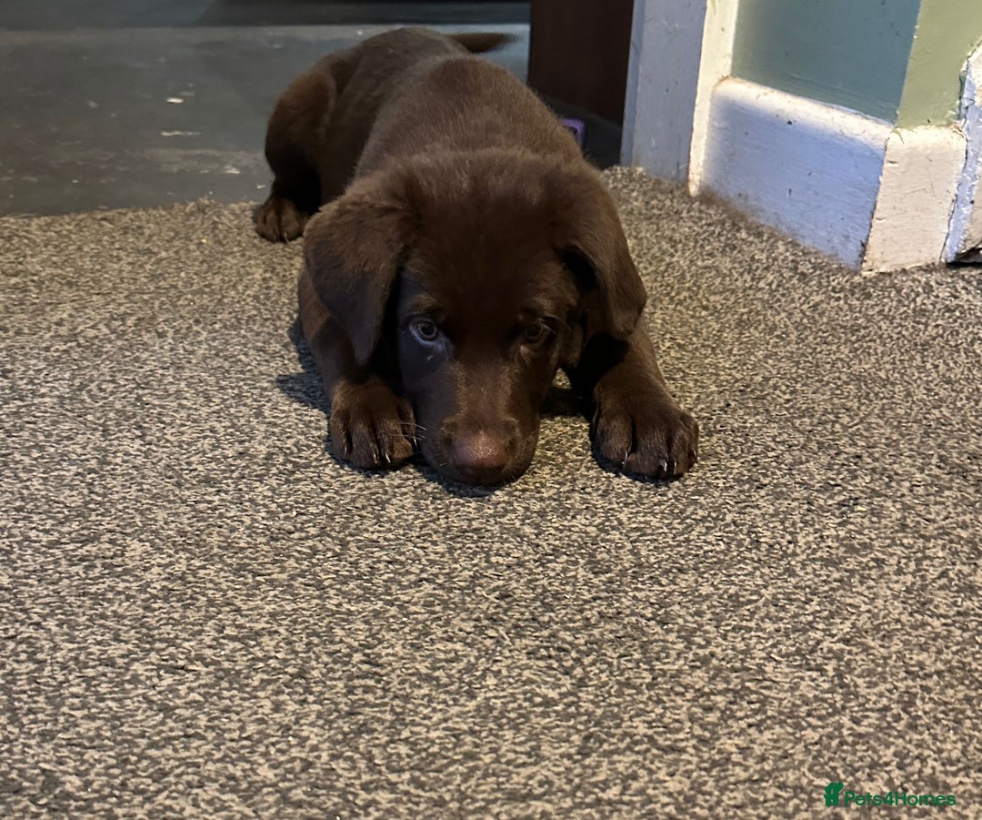 Mixed Breed dogs for sale: Chocolate Shepradors - Image 27