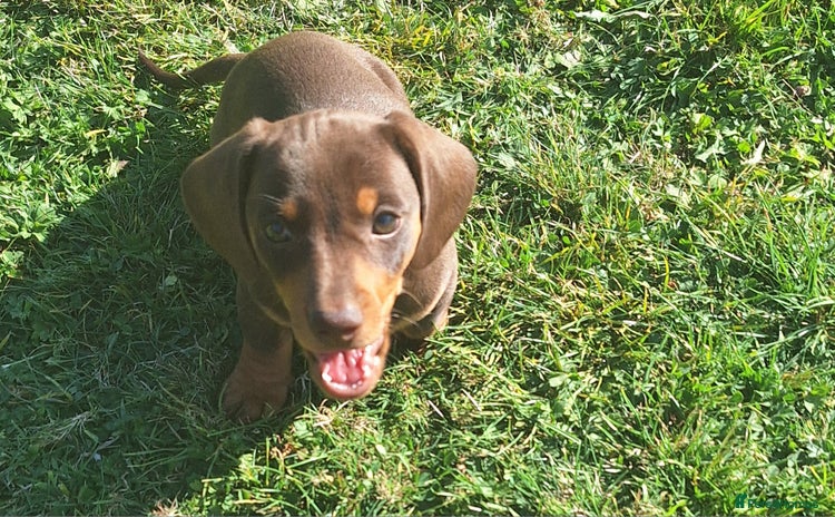 Miniature Dachshund dogs - Advert 3