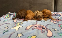 Cockapoo dogs for sale: Beautiful cockapoos - Image 14