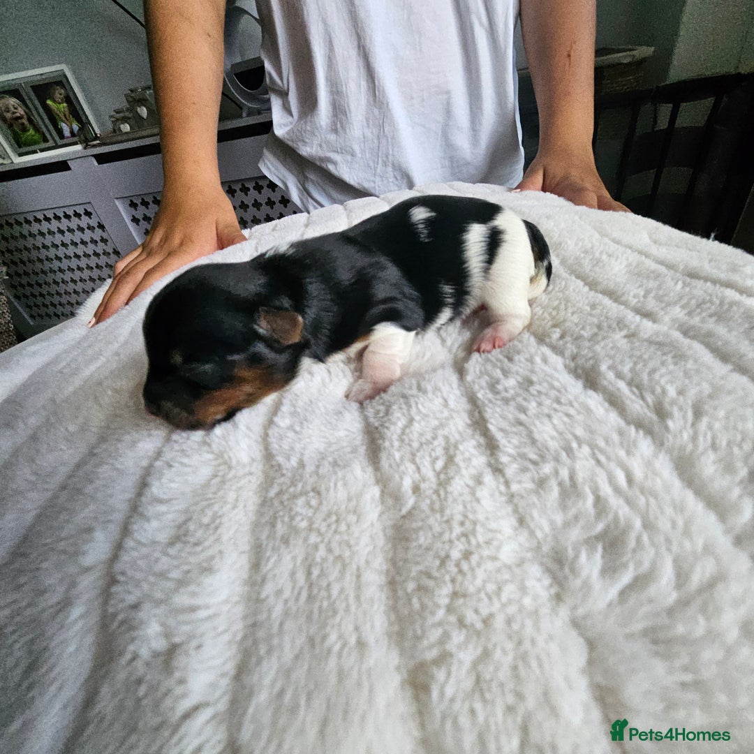 Yorkshire Terrier dogs for sale: 5 szczeniąt York terrier (Biewer) - Image 20