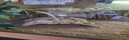 Bearded Dragon reptiles for sale: Male beared dragon plus viv  in South Shields - Advert 6