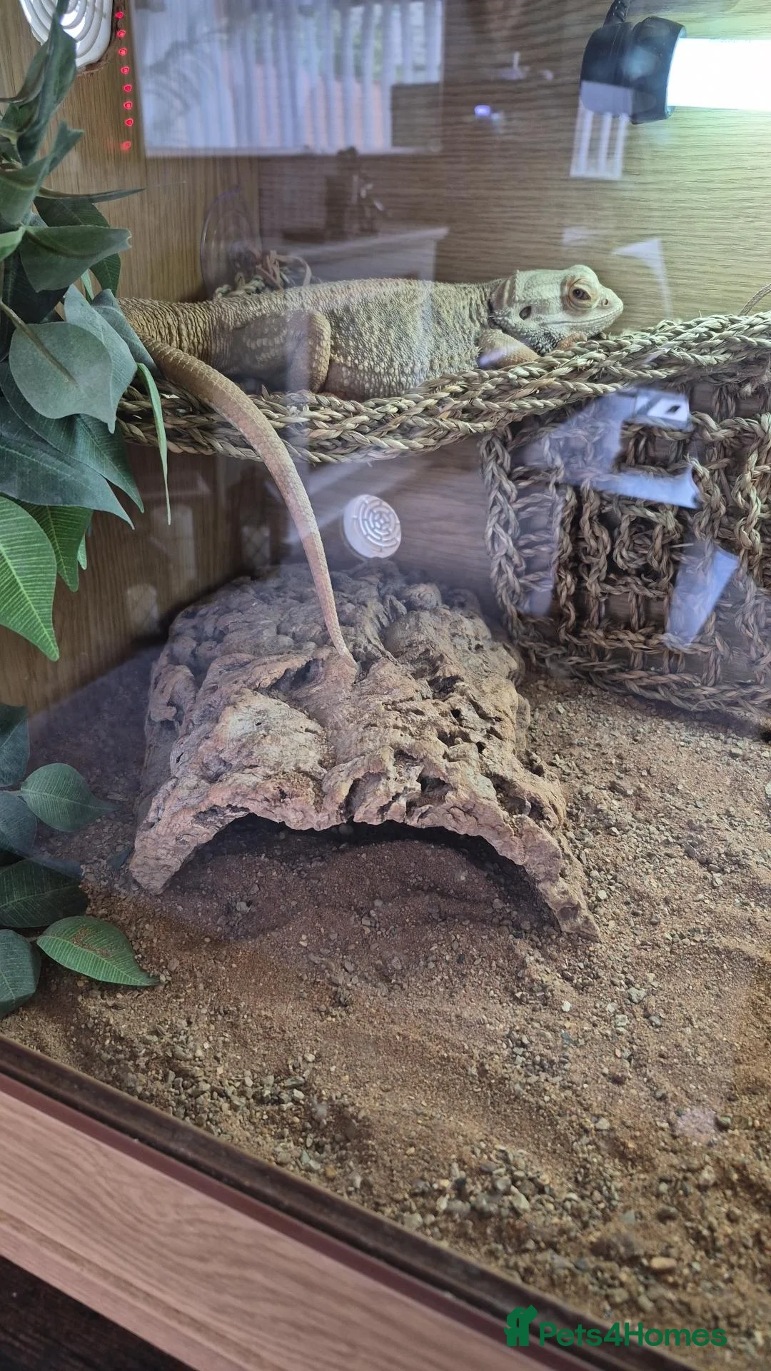 Bearded Dragon reptiles for sale: Male beared dragon plus viv  in South Shields - Advert 6