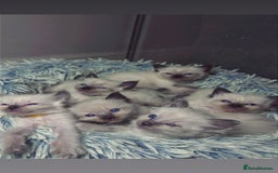 Ragdoll cats for sale: 6 adorable ragdoll kittens 🩷🩵 - Image 15