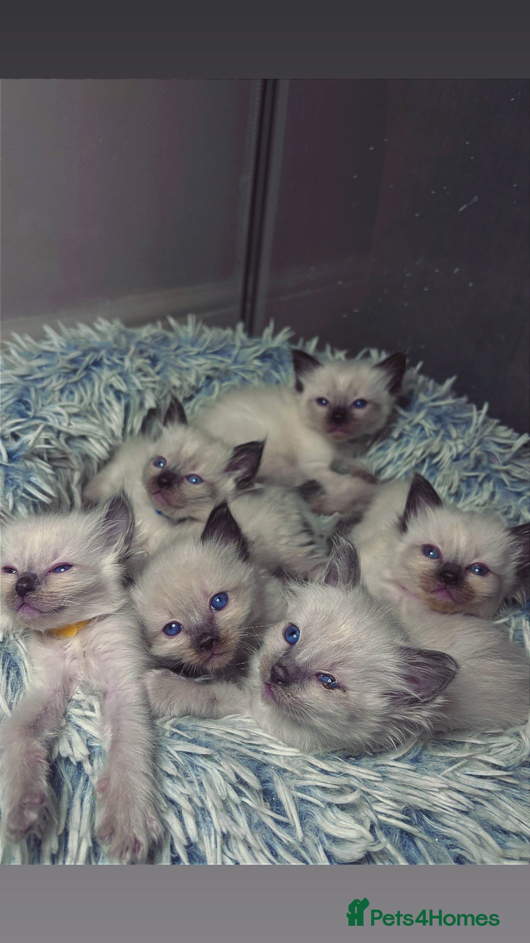 Ragdoll cats for sale: 6 adorable ragdoll kittens 🩷🩵 - Image 15