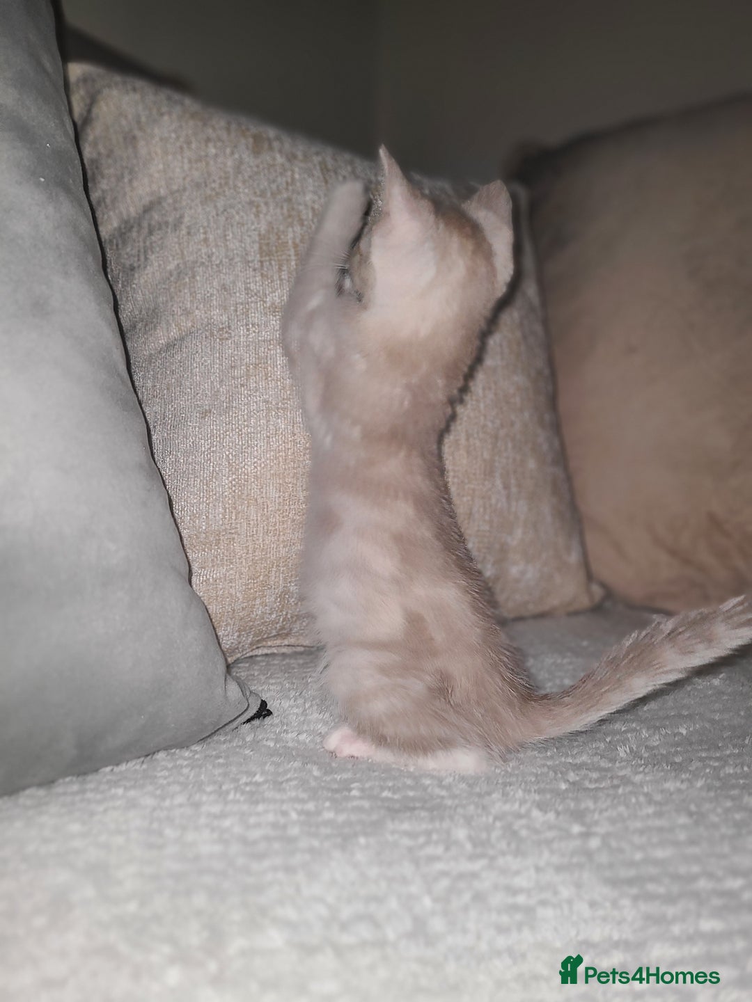 Mixed Breed cats for sale: Beautiful boy kitten available  - Advert 9