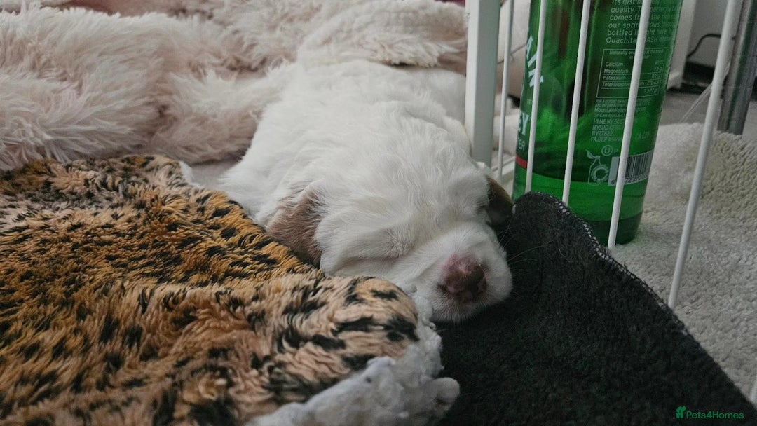 Clumber Spaniel dogs for sale: Female Clumber Spaniel Puppy for Sale - Image 5