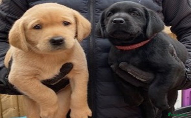 Labrador Retriever dogs - Advert 2