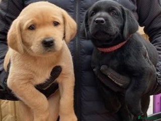 Labrador Retriever dogs - Advert 5