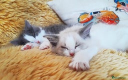 Ragdoll cats for sale: Maincoon ×Ragdoll (Ragcoon) kittens  - Image 21