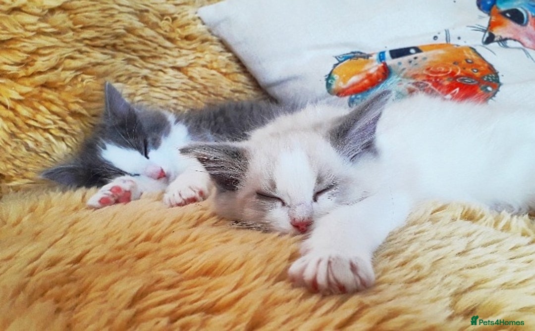 Ragdoll cats for sale: Maincoon ×Ragdoll (Ragcoon) kittens  - Image 21