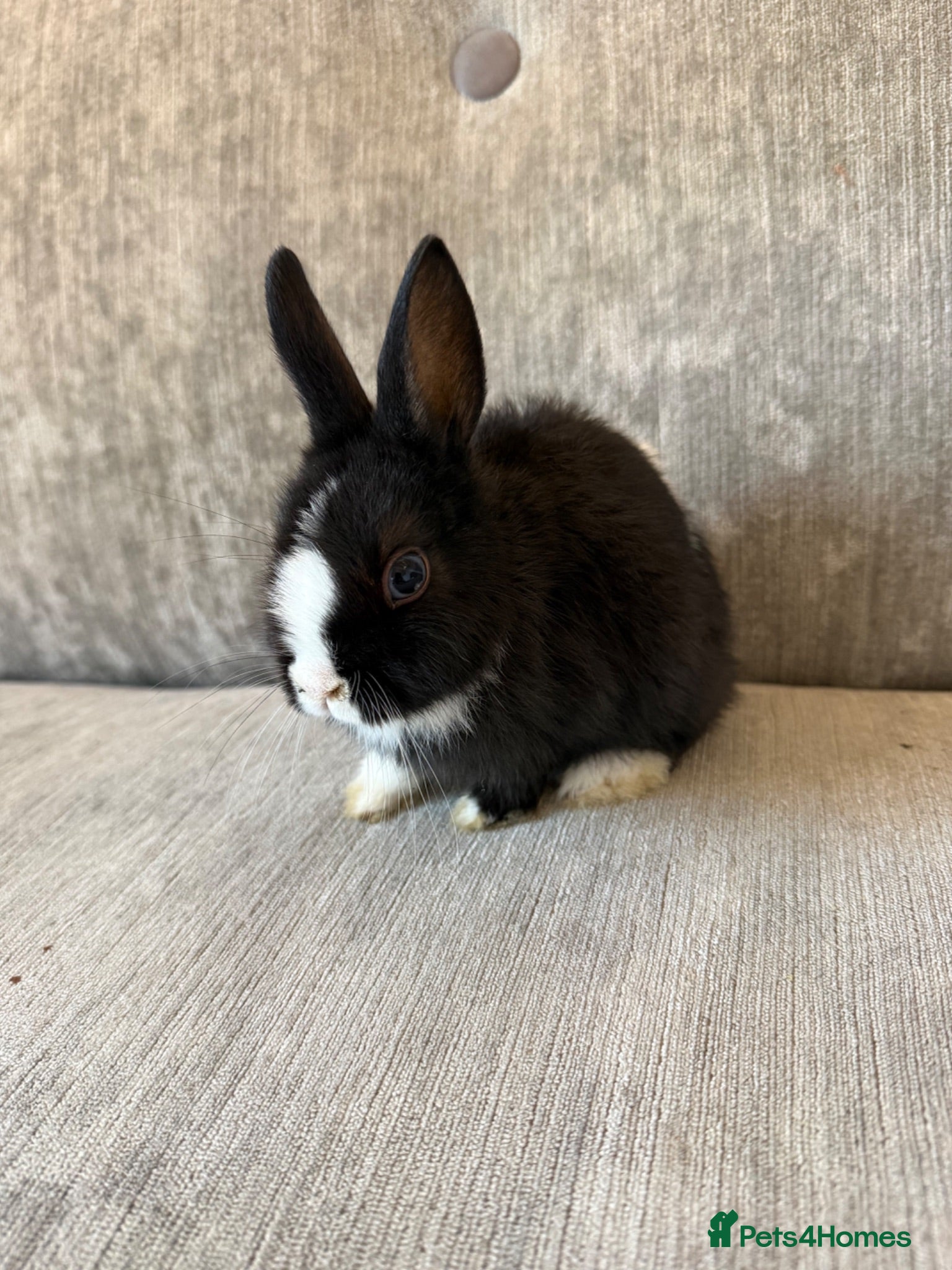 Netherland Dwarf rabbits Beautiful Netherland Dwarf kits  - Advert 2