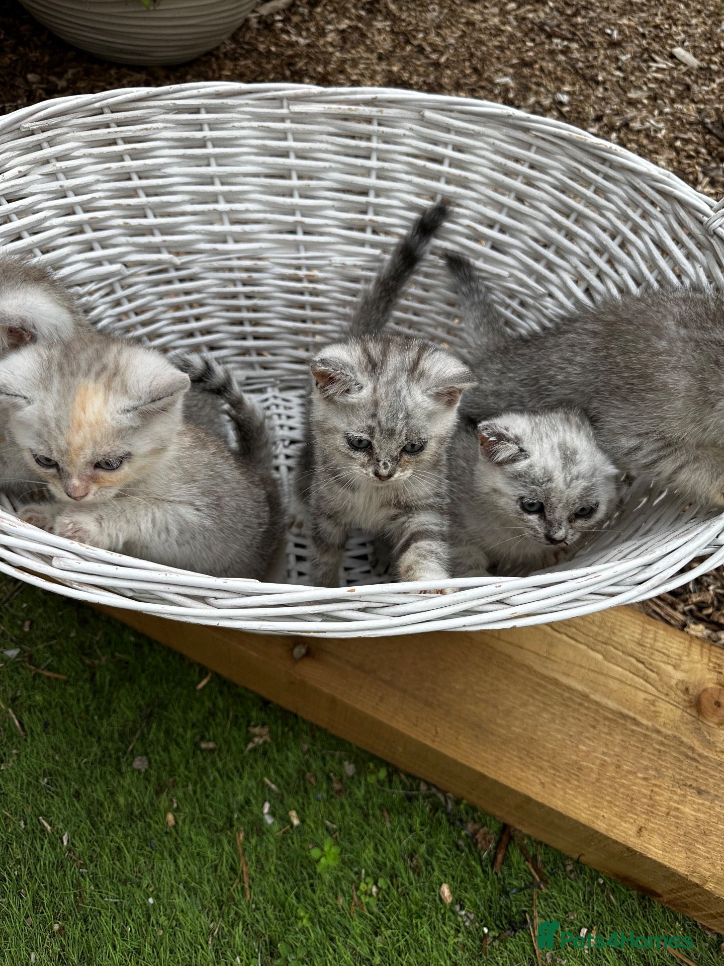 British Shorthair cats Silver shaded british shorthair kittens  - Advert 1