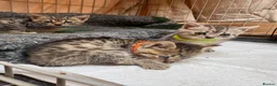 Mixed Breed cats for sale: Beautiful Bengal X kittens for sale  - Advert 9