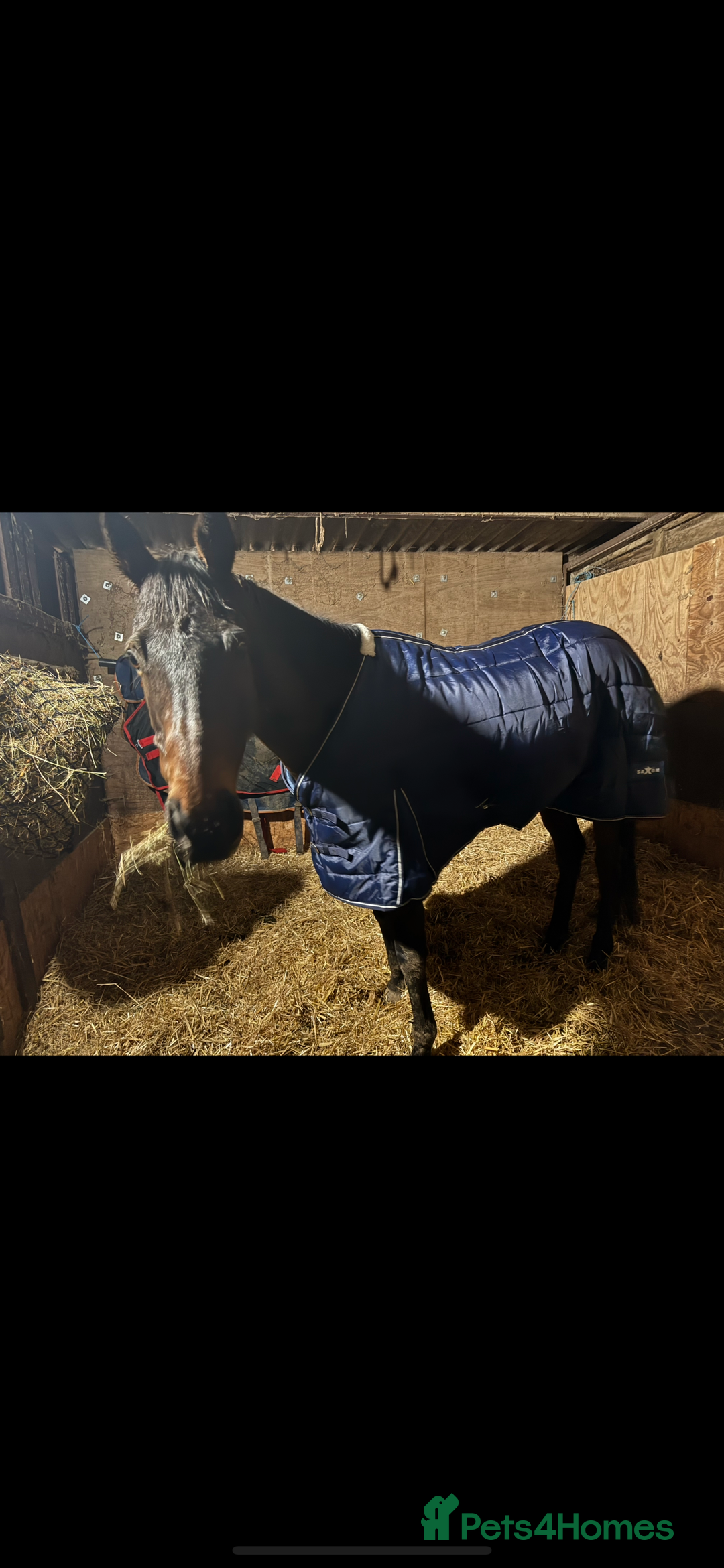 Irish Thoroughbred horses for sale: Bruno, lovely 16.2 gelding for sale  - Advert 5