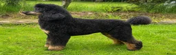 Bernedoodle dogs for sale: F2b midi Bernedoodle  - Advert 24