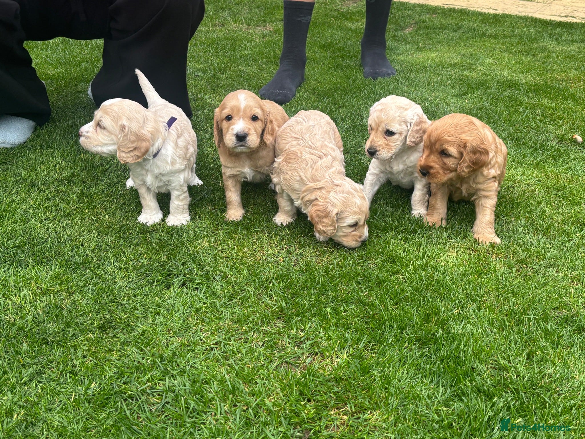 Cockapoo dogs Cockapoo Puppies  - Advert 17