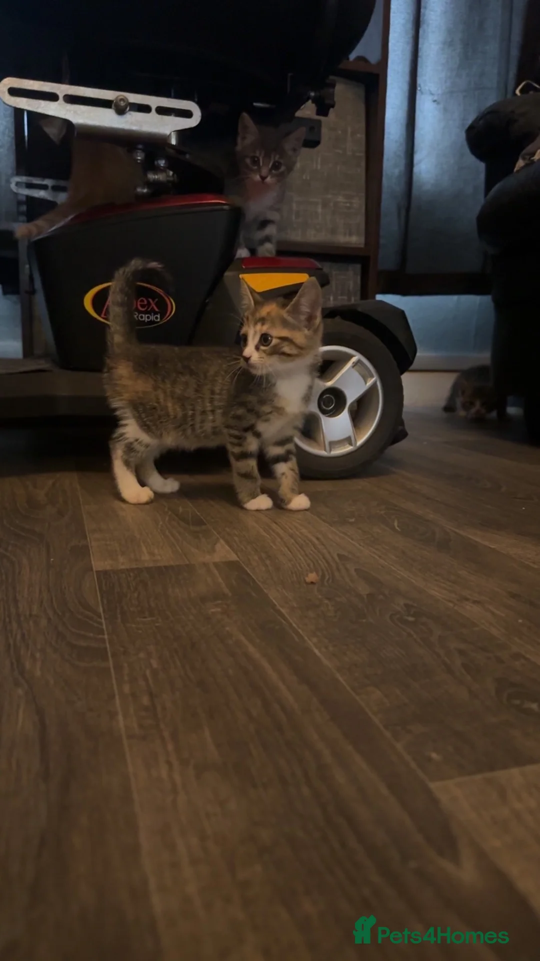 Mixed Breed cats for sale: Beautiful tabby x British long haired kittens 🩷💙 - Advert 2