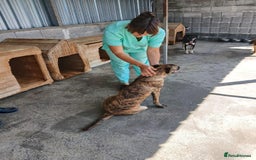 Mixed Breed dogs for adoption: Brindle, approx 7 months. Available for adoption. - Image 8