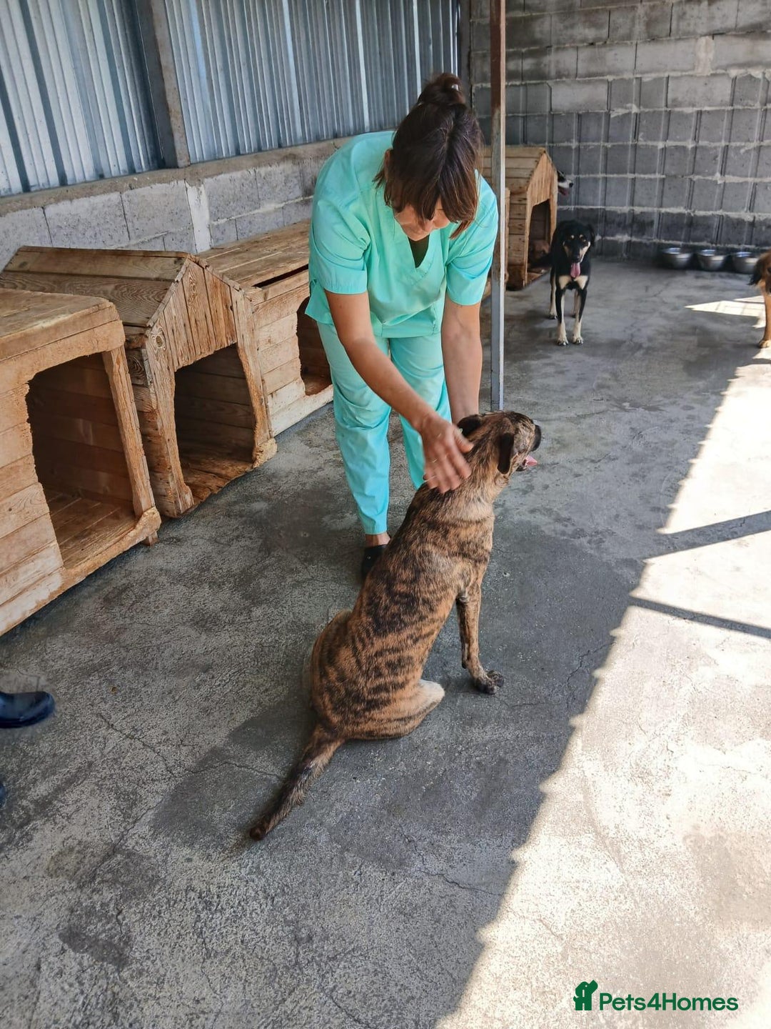 Mixed Breed dogs for adoption: Brindle, approx 7 months. Available for adoption. - Image 8