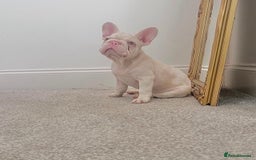 French Bulldog dogs for sale: High DNA French bulldog Male & Females  - Image 7