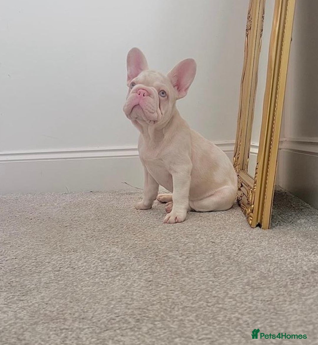 French Bulldog dogs for sale: High DNA French bulldog Male & Females  - Image 7