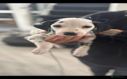 Dalmatian dogs for sale: Beautiful KC registered litter of dalmations  - Image 39