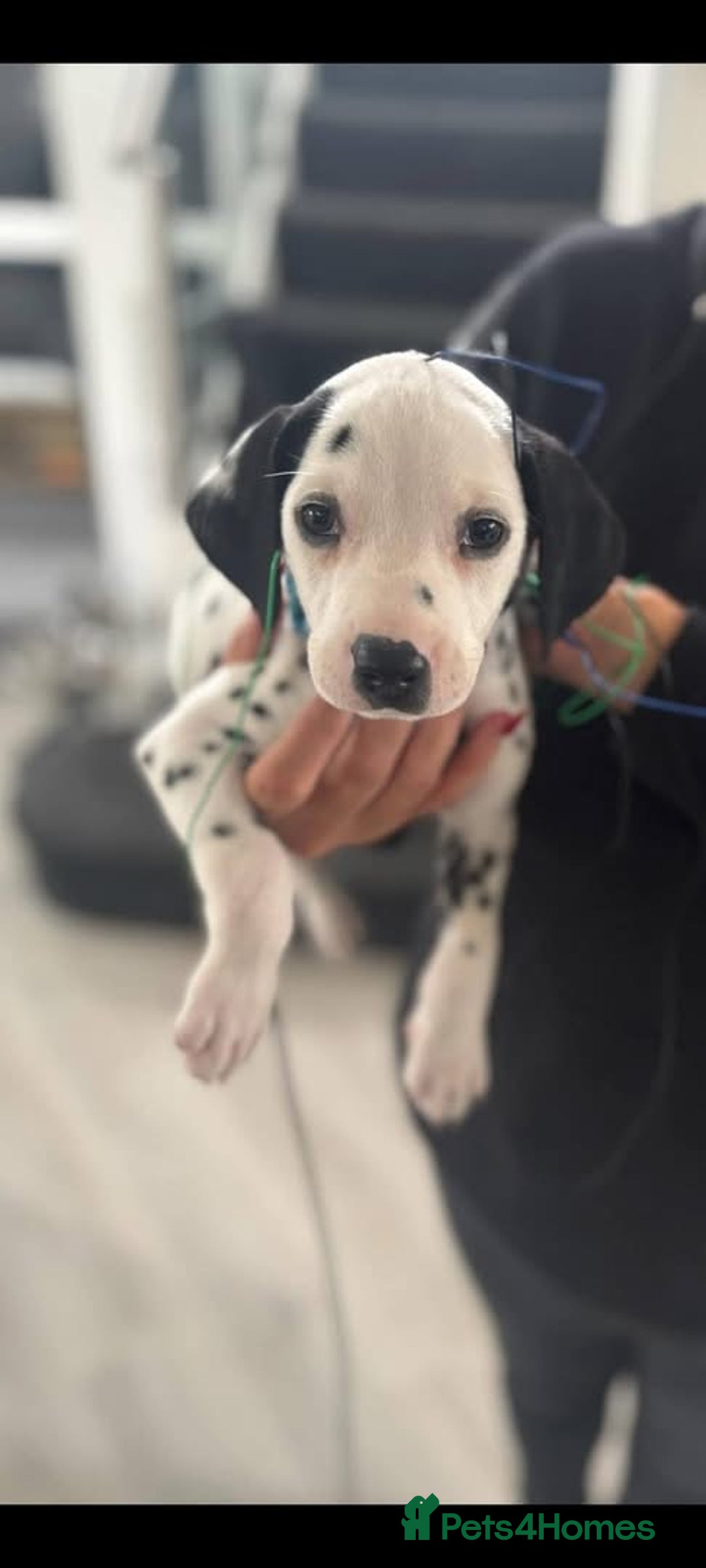Dalmatian dogs for sale: Beautiful KC registered litter of dalmations  - Image 39
