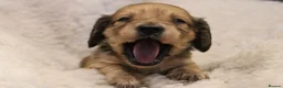Miniature Dachshund dogs for sale: READYNOW KC cream L/H Health tested Mini Dachshund - Advert 25