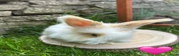 Angora rabbits for sale: Full Face English Angoras - Advert 28
