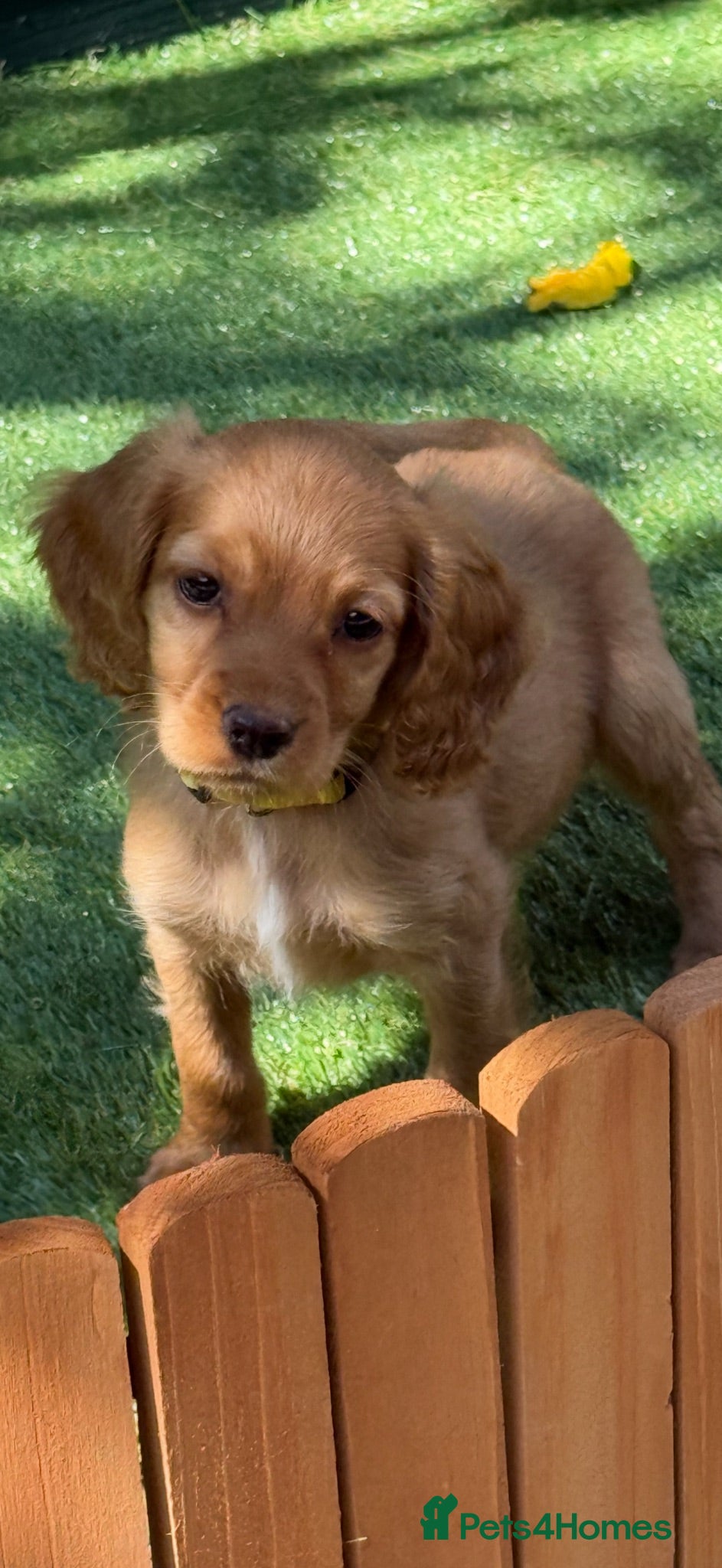 Cocker Spaniel dogs Stunning KC reg and fully health tested  - Advert 2