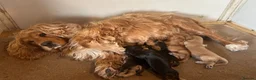 Cocker Spaniel dogs for sale: Show cocker spaniel puppies  - Advert 1