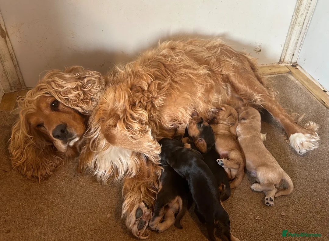 Cocker Spaniel dogs for sale: Show cocker spaniel puppies  - Advert 1