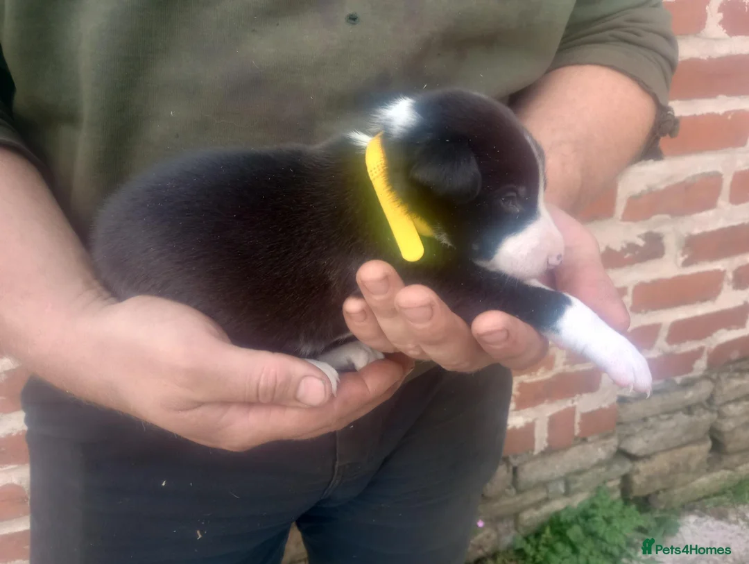 Mixed Breed dogs for sale: Lurcher pups (Collie x Whippet) - Advert 39