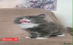 Mixed Breed cats for sale: Lovely Persian mix kittens - Image 13