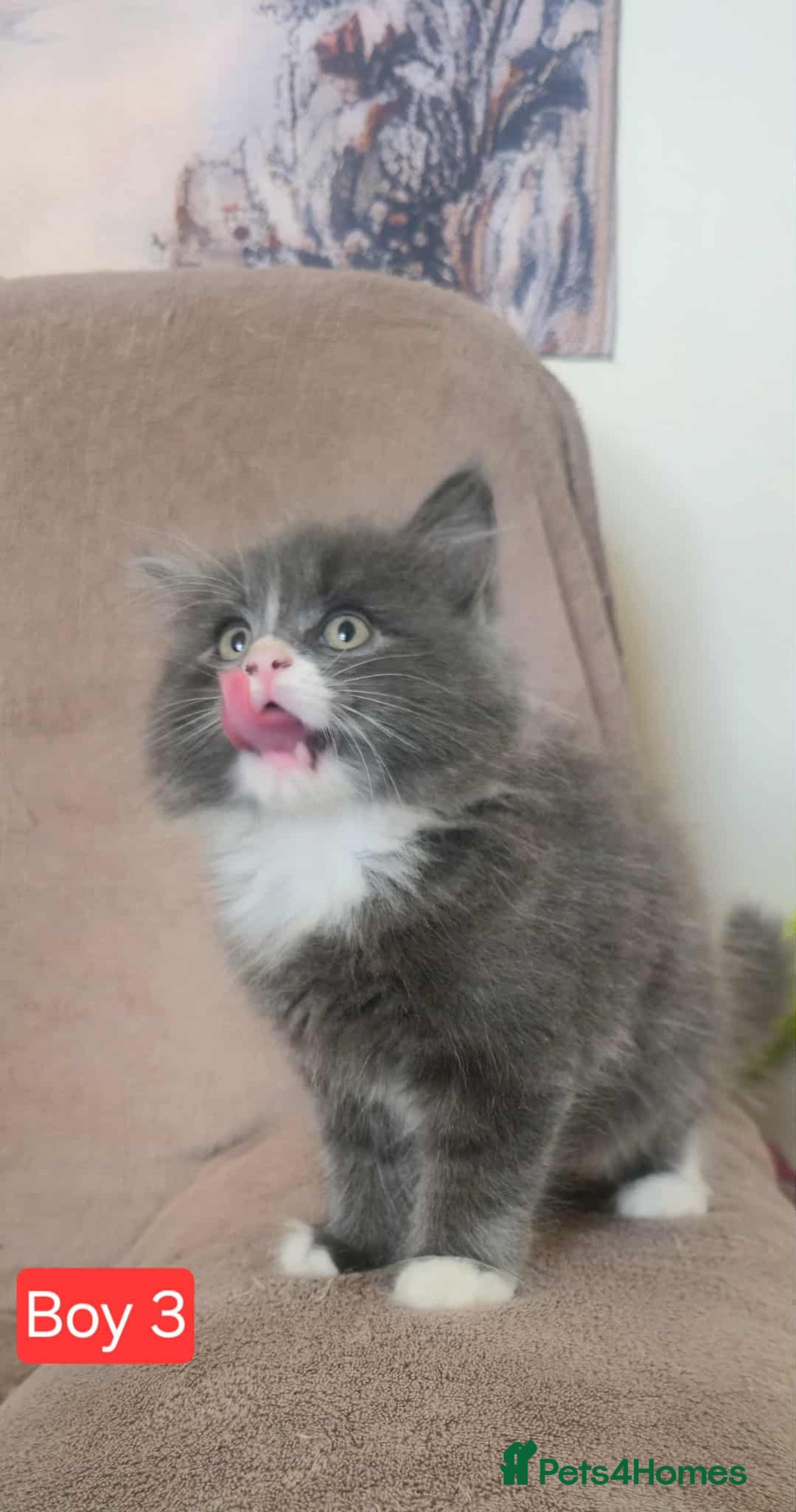 Mixed Breed cats for sale: Lovely Persian mix kittens - Image 13