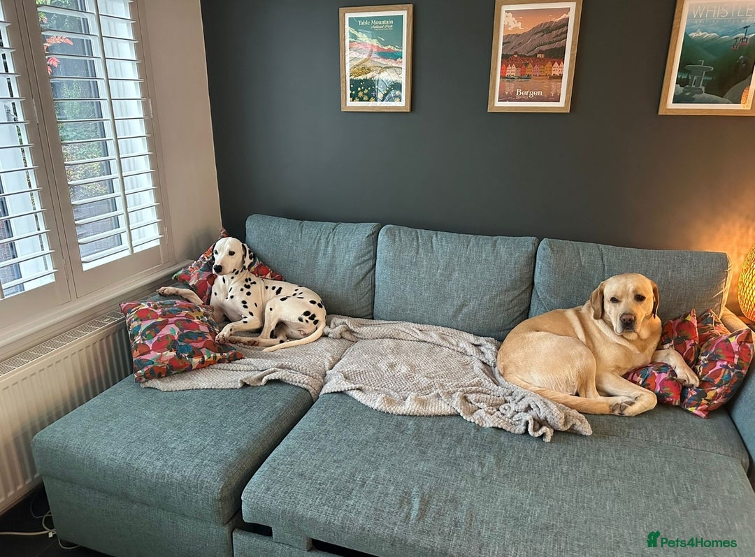 Dalmatian dogs for sale: Delightful Dalmation looking for Love - Advert 3