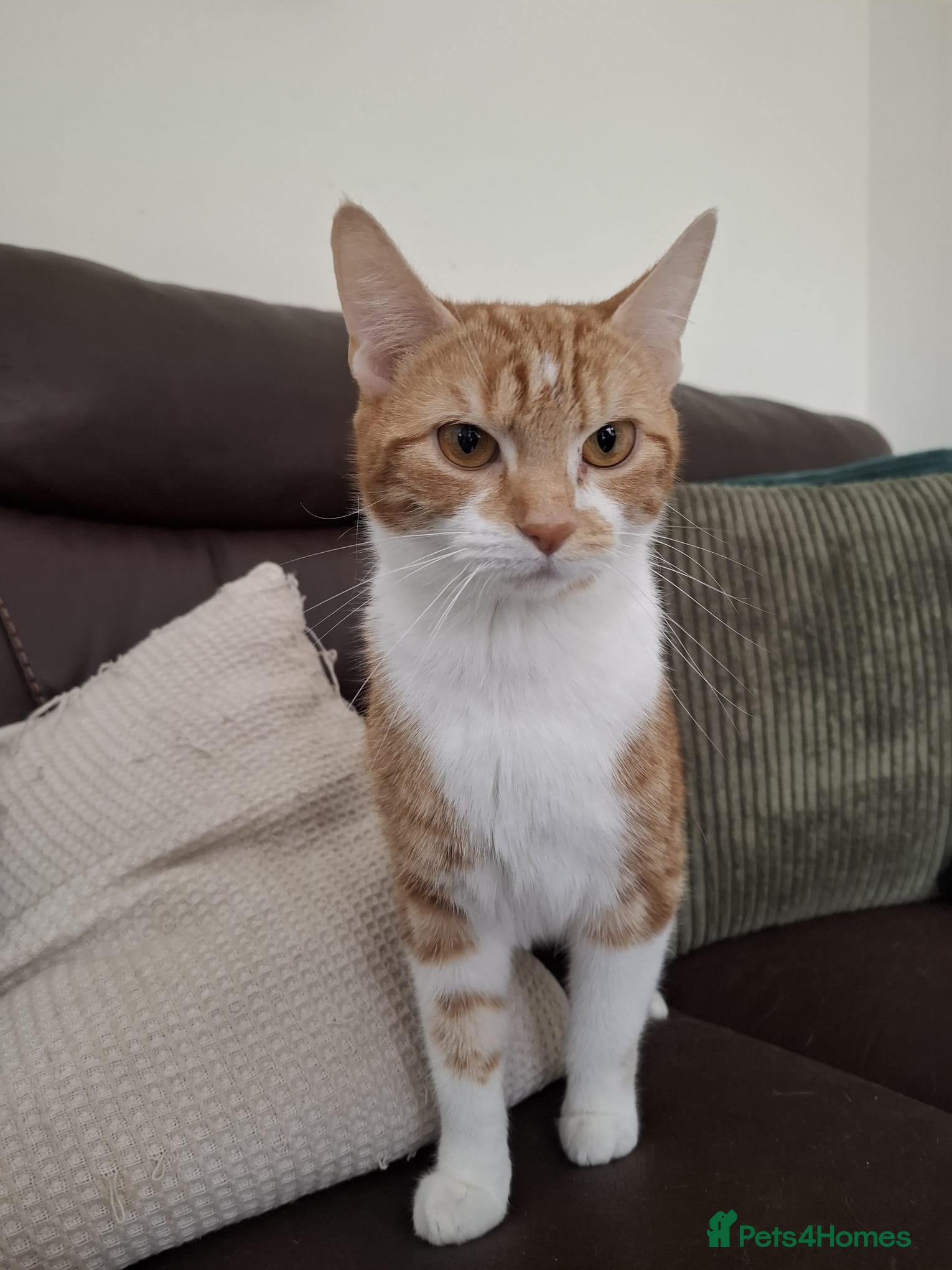 Mixed Breed cats Beautiful 1.5 Year Old Female Cat  - Advert 1